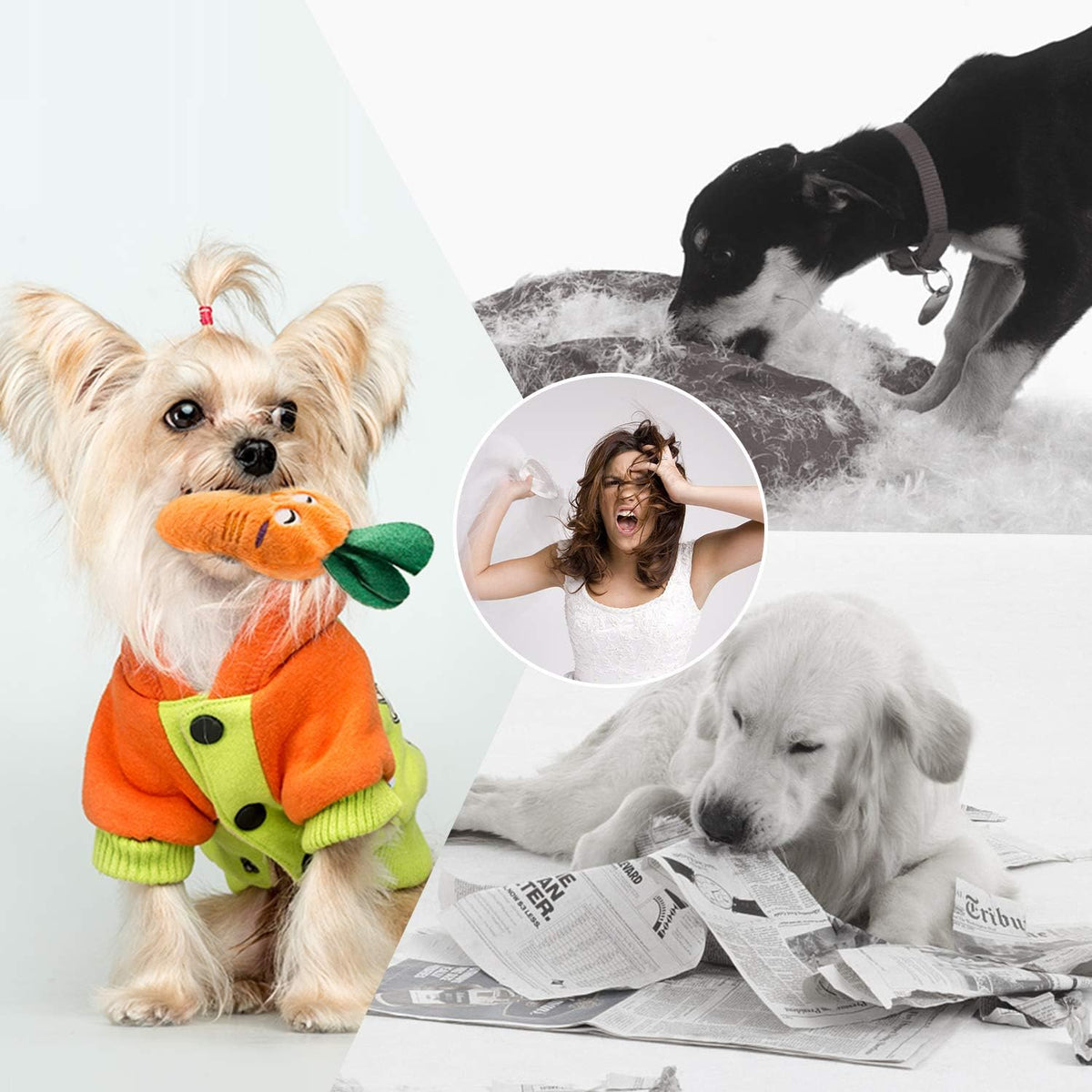 Nocciola Juguetes chirriantes para perros, juguetes de peluche para...
