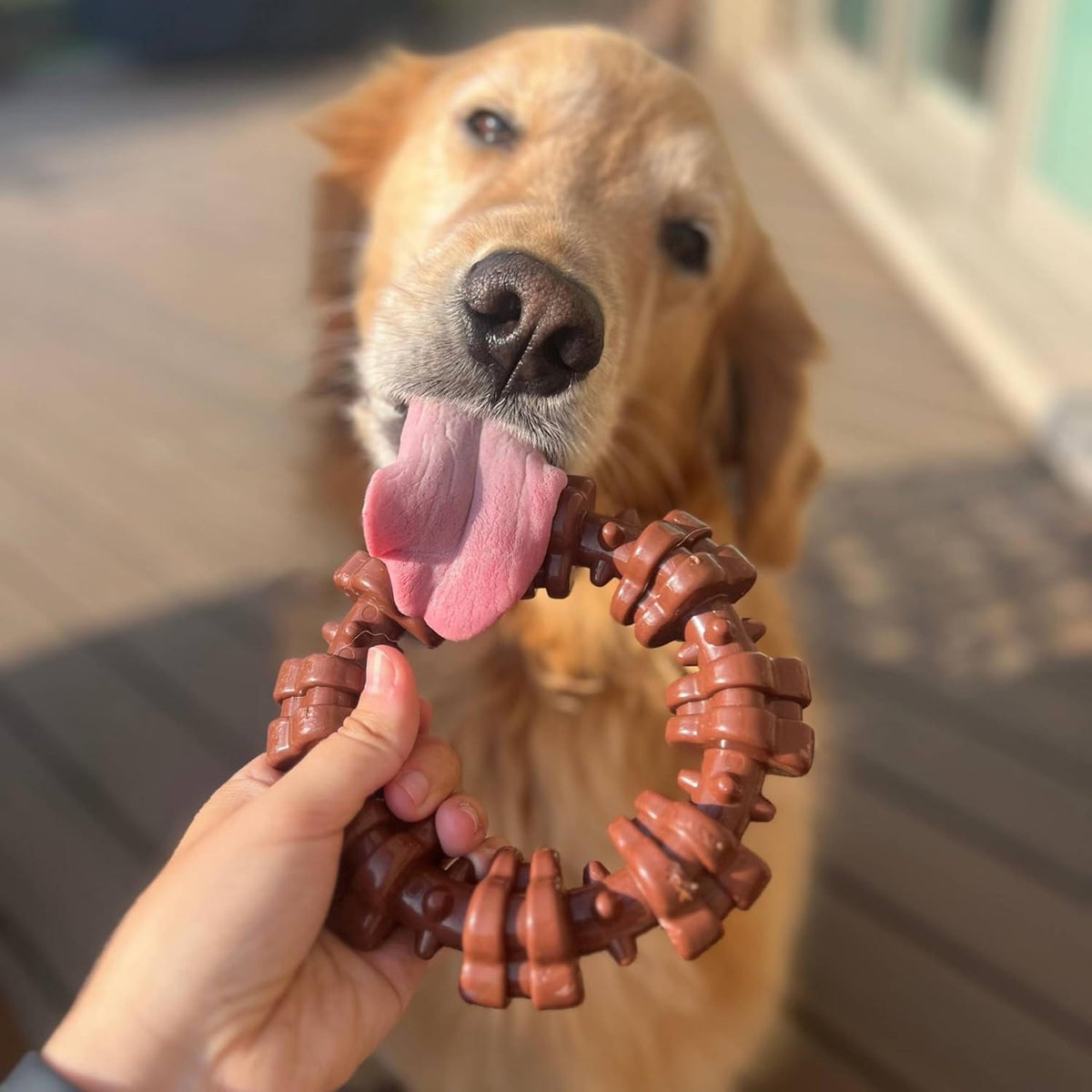 Nylabone - Anillo texturizado para masticar, juguete para perros gr...