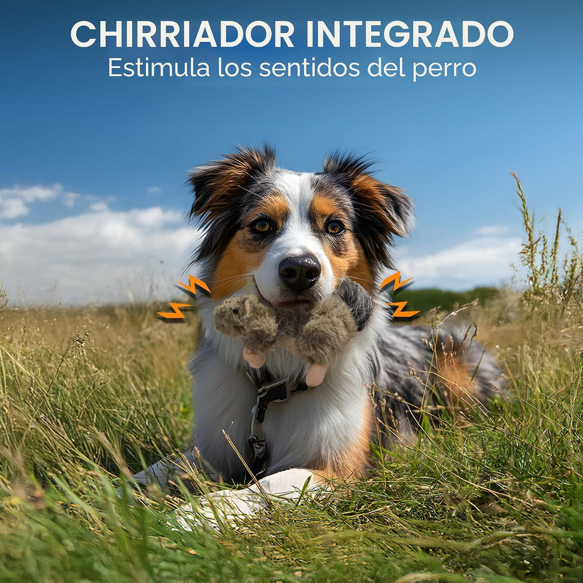 ALL FOR PAWS Juguetes clásicos para mascotas de ardilla, pequeños