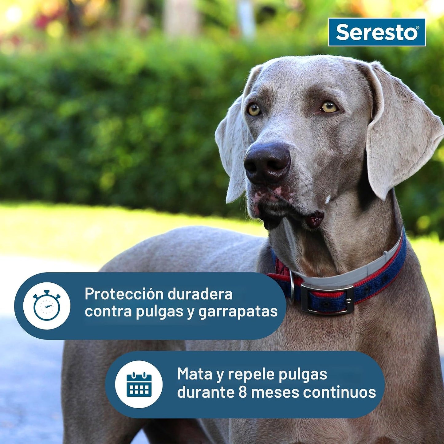 Seresto Collar de Tratamiento y Prevención de Pulgas y Garrapatas R...