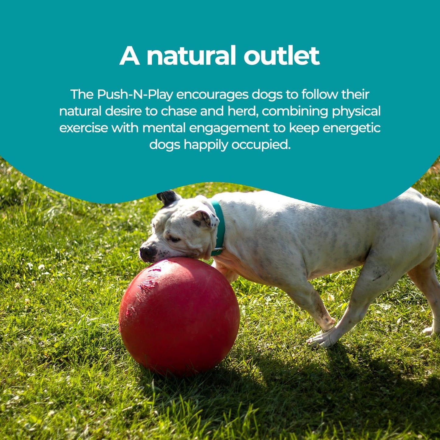 Jolly Pets Push-n-Play - Juguete de pelota para perro, 14 pulgadas\...