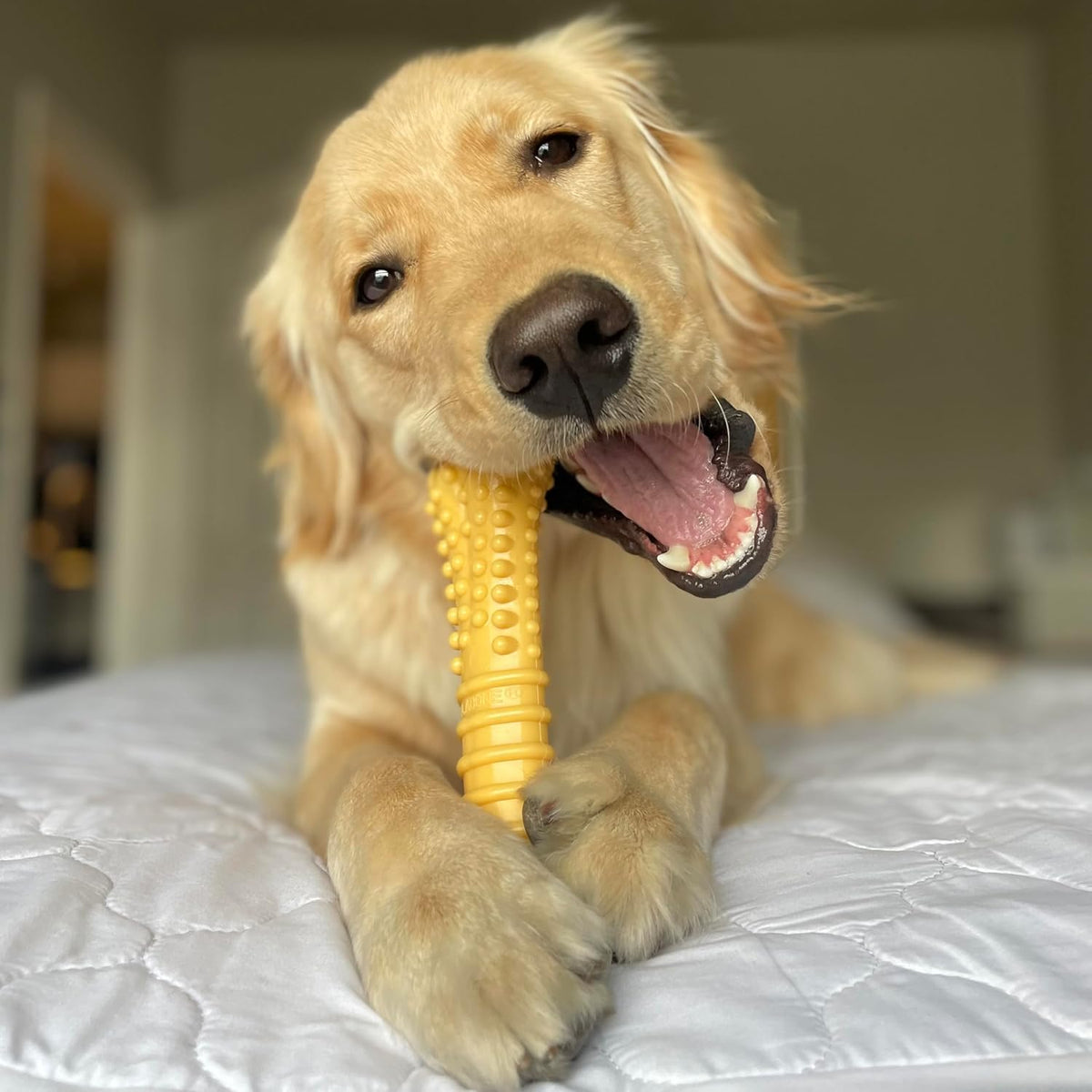 Nylabone Power Chew Customer Favorites - Juguetes masticables para...