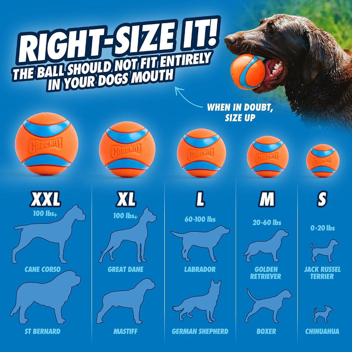 Chuckit! Junior 18M - Lanzador de pelotas para perros, 18 pulgadas...