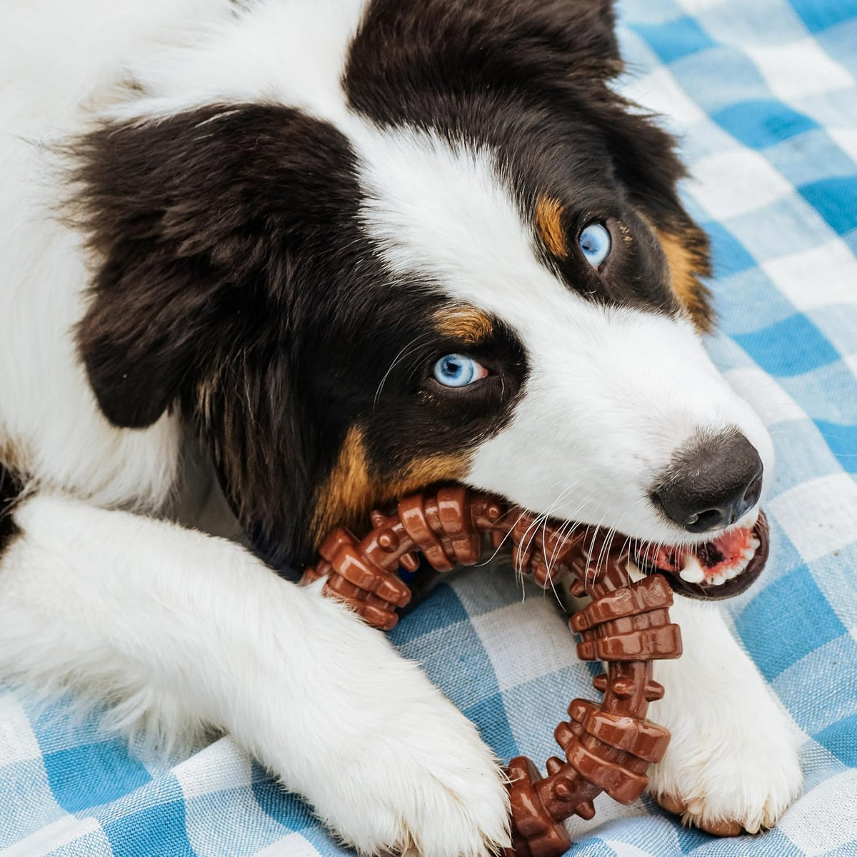 Nylabone Power Chew Customer Favorites - Juguetes masticables para...