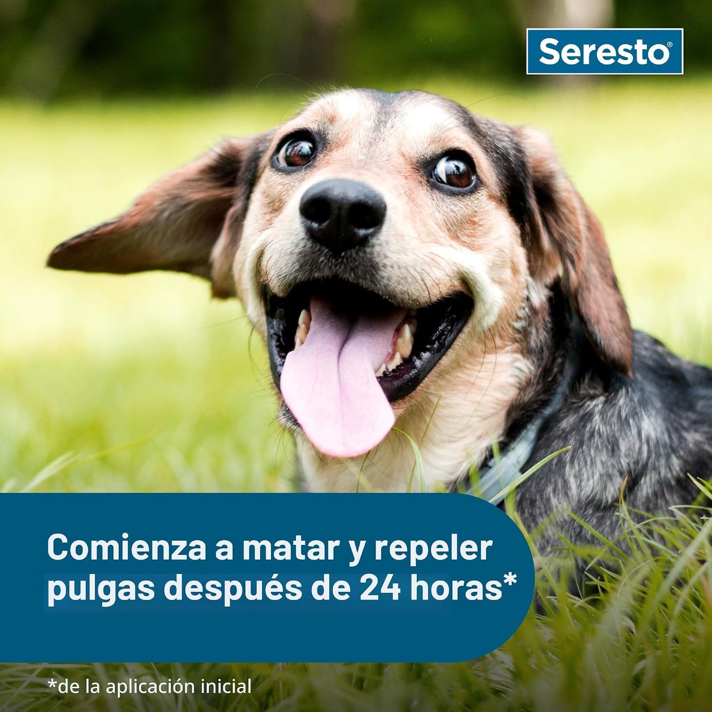 Seresto Collar de Tratamiento y Prevención de Pulgas y Garrapatas R...