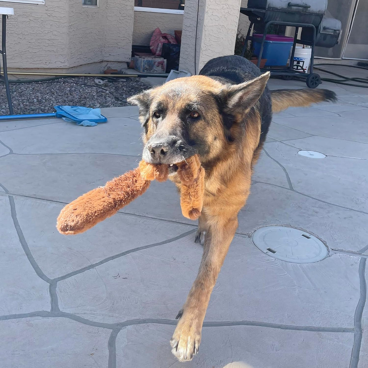 Jalousie Paquete de 5 juguetes chirriantes para perros sin relleno...
