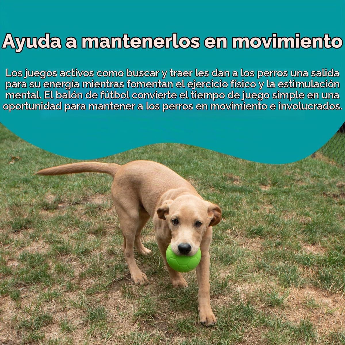 Juguete para perros Jolly Pets - Pelota de fútbol flotante y rebota...