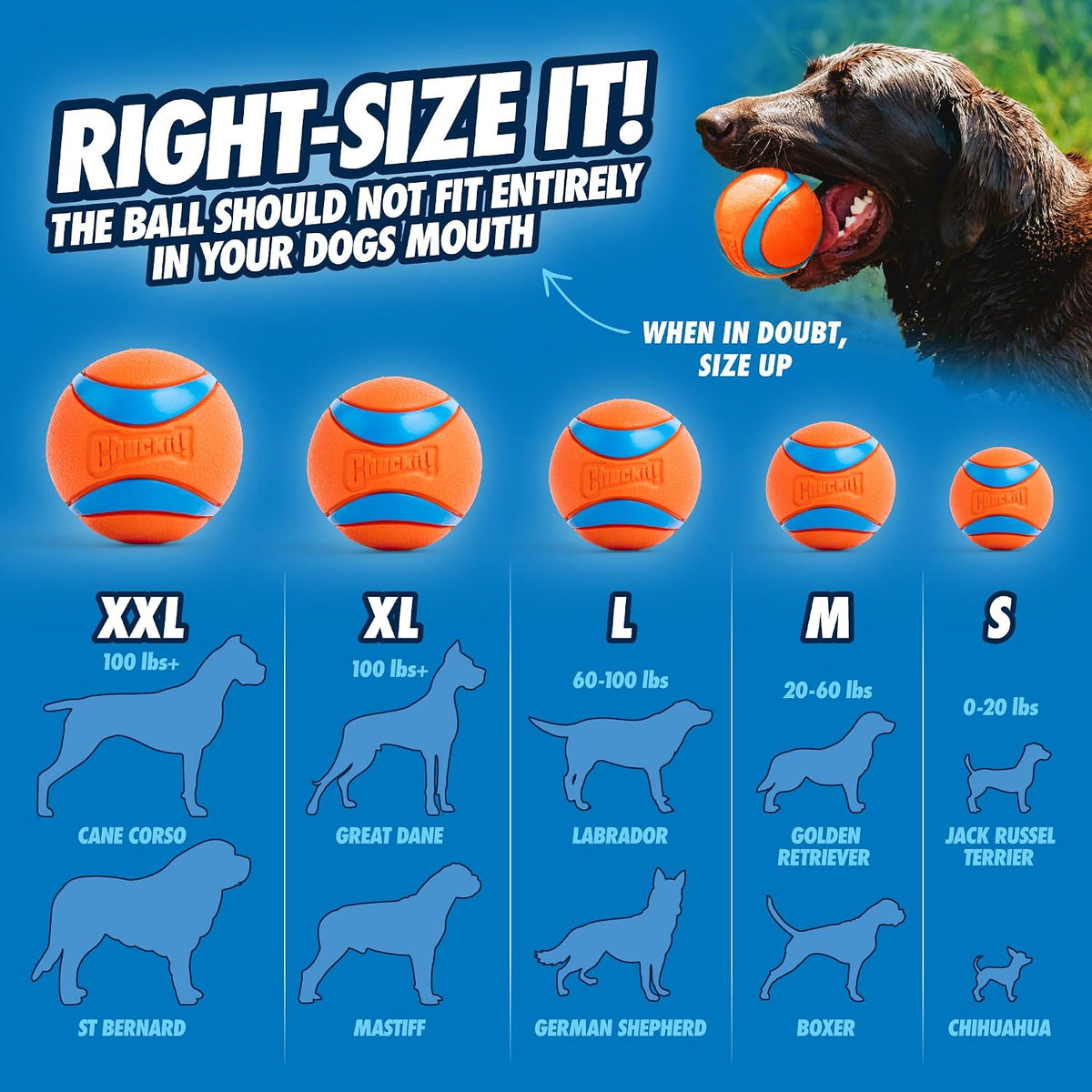 Chuckit! Lanzador de Bolas para Perros 12M Sport con Mango de 12...