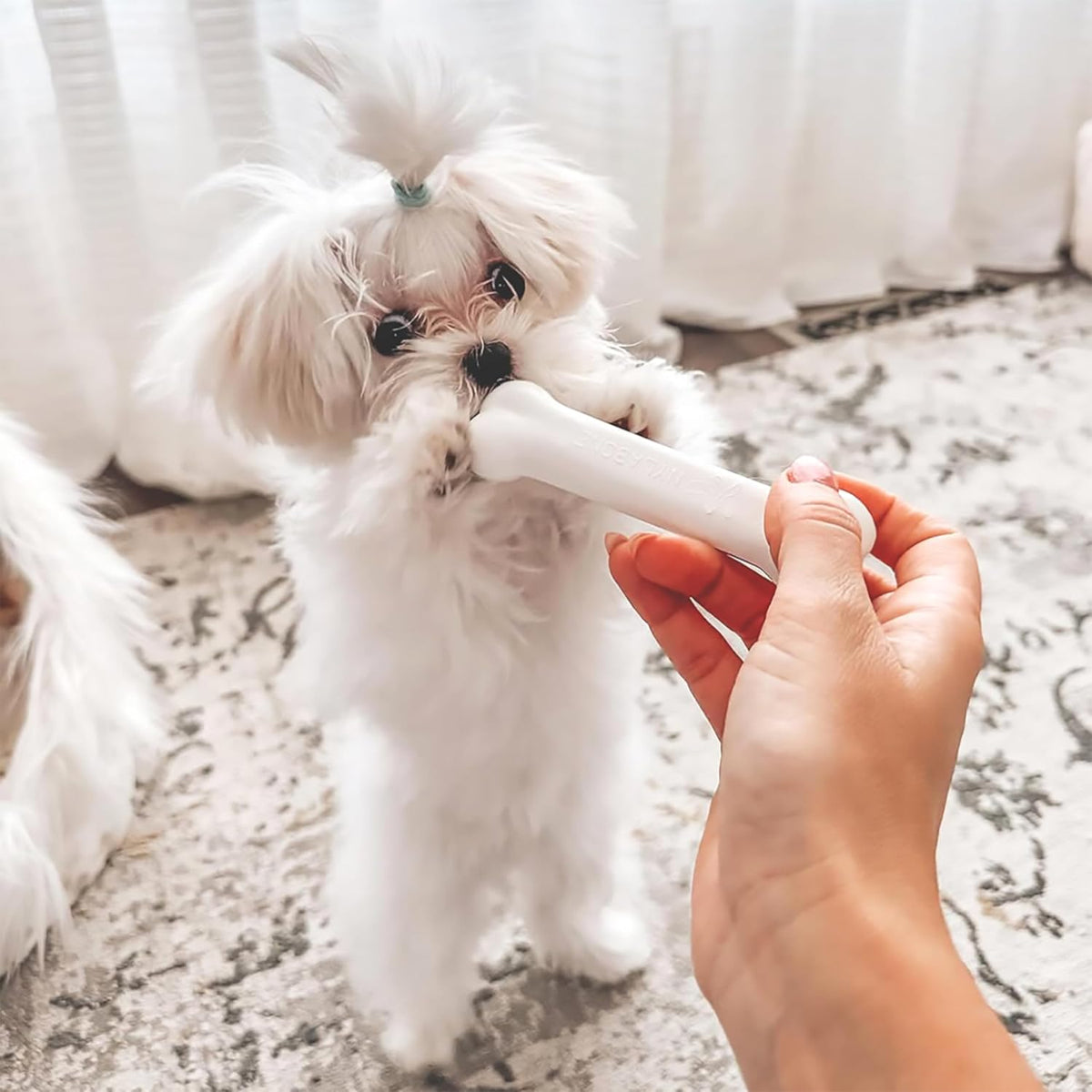 Nylabone - Kit de iniciación para cachorros, juguetes de dentición...