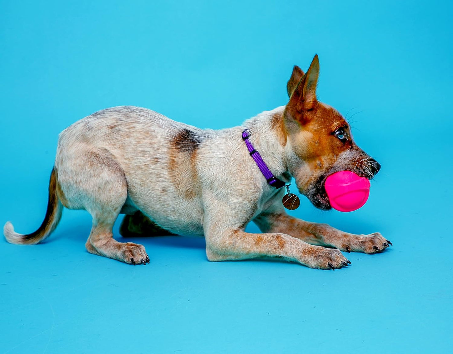 Hartz DuraPlay - Juguetes perfumados para perros con aroma a tocino...