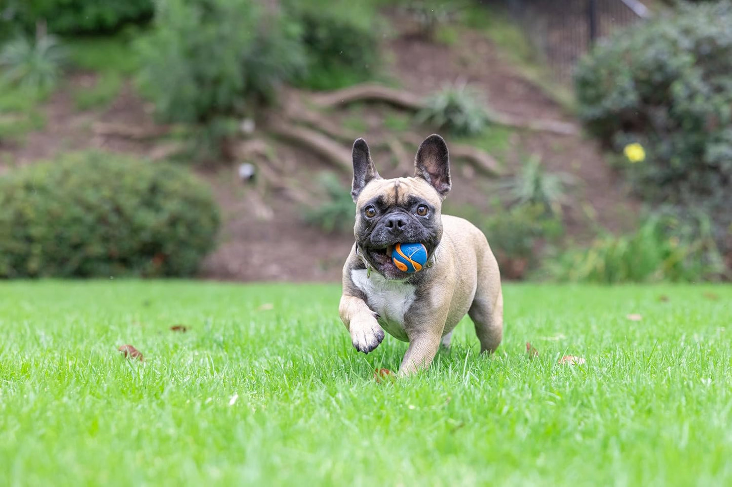 Chuckit Ultra Squeaker Ball pequeña (1 paquete) | ¡Un Chuckit! Pelo...