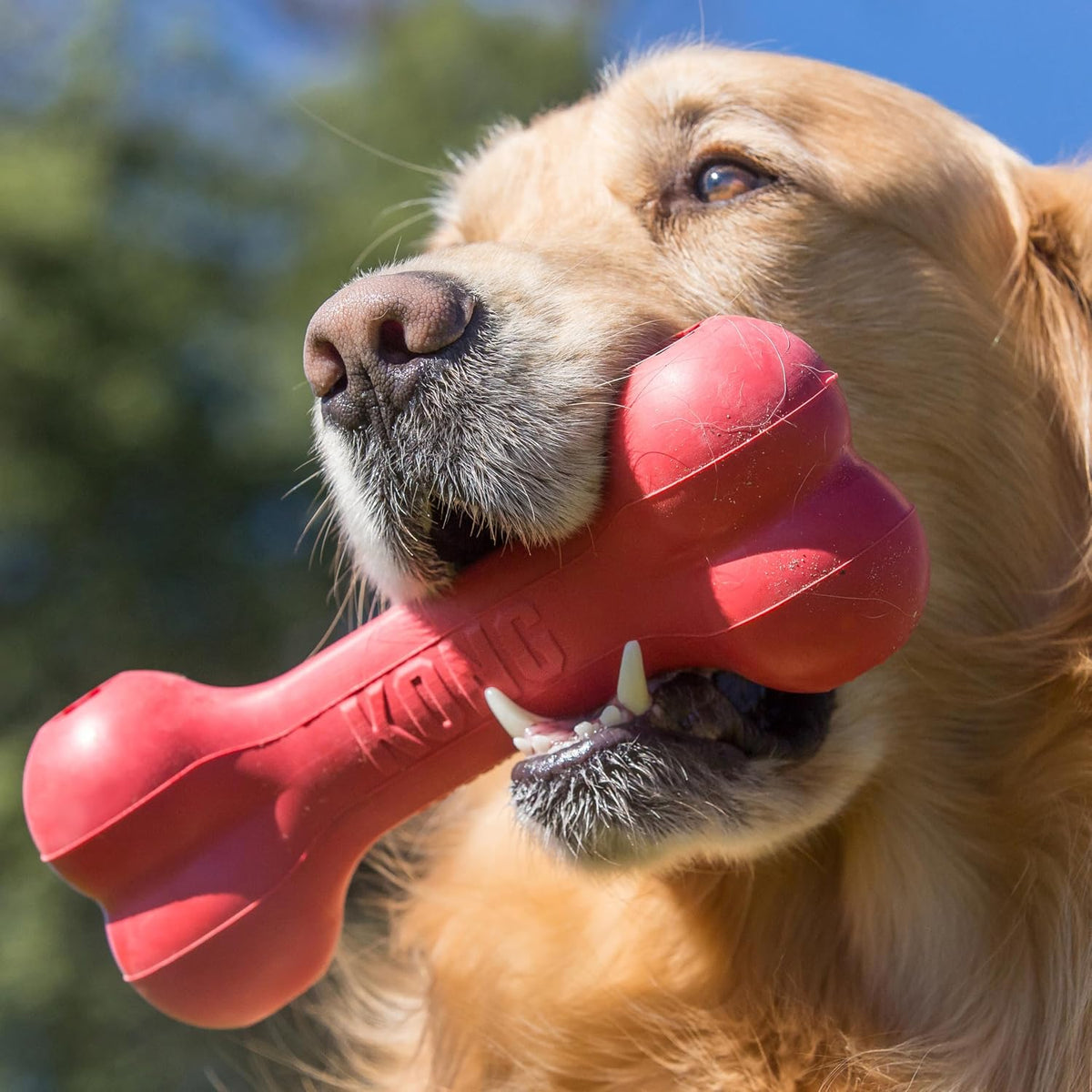 KONG Goodie Bone, juguete de goma natural, rojo, para perros extra...