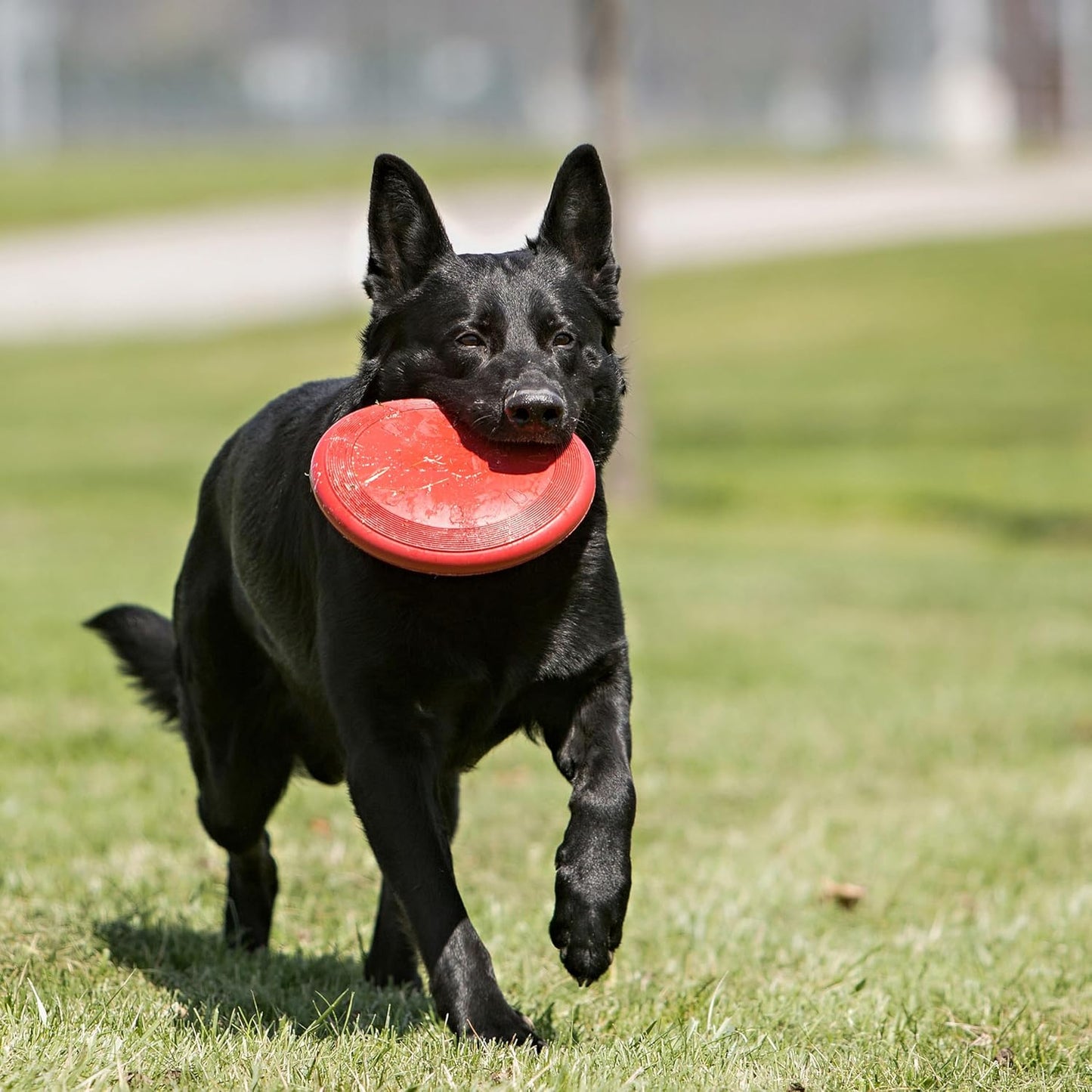 KONG Flyer, disco volador de goma natural, juguete para perros pequ...