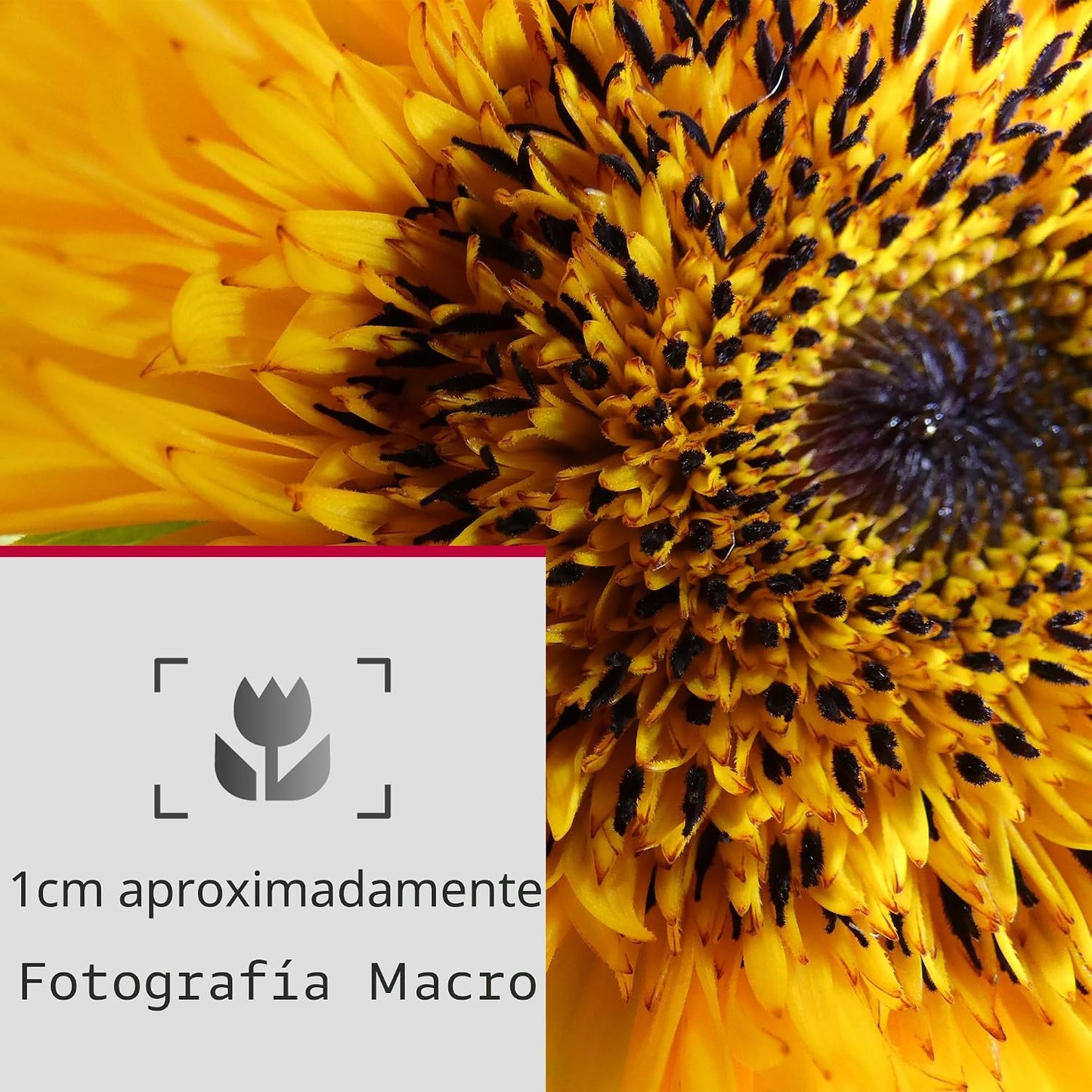 Panasonic LUMIX FZ80D - Cámara digital para apuntar y disparar, gra...
