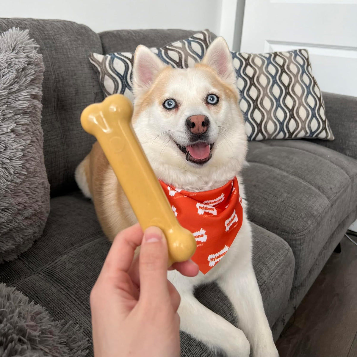 Nylabone Power Chew Customer Favorites - Juguetes masticables para...
