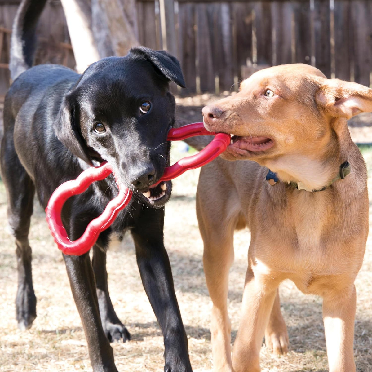 KONG Juguete de remolcador, suministros para perros de tira y afloj...