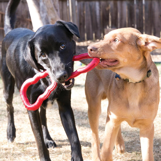 KONG Juguete de remolcador, suministros para perros de tira y afloj...