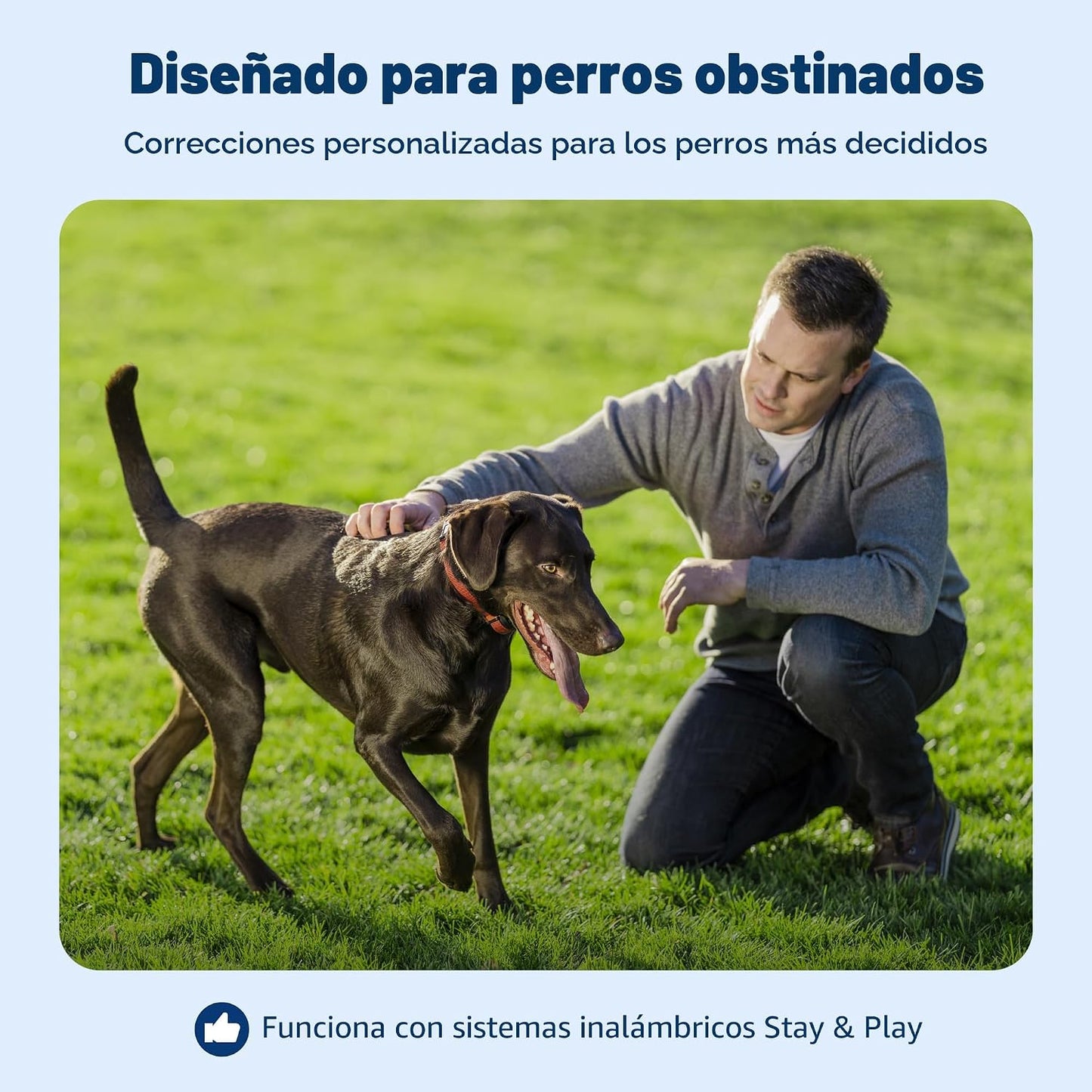 PetSafe Stay &amp; Play - Collar receptor de valla inalámbrica para...