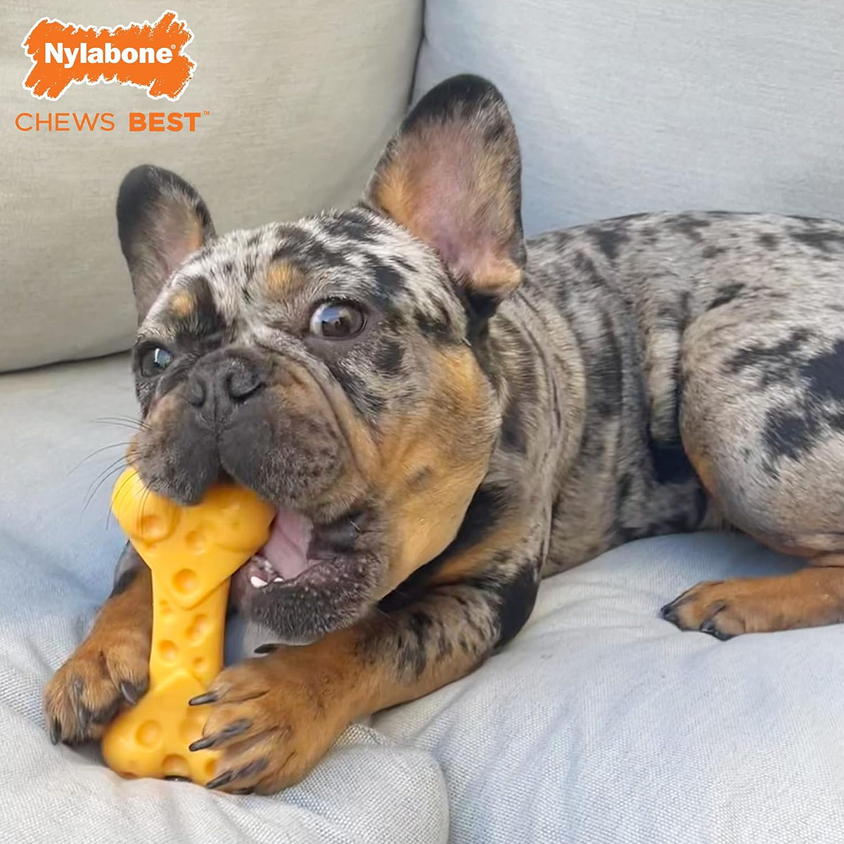 Nylabone Juguete de queso para perros, juguete masticable para perr...