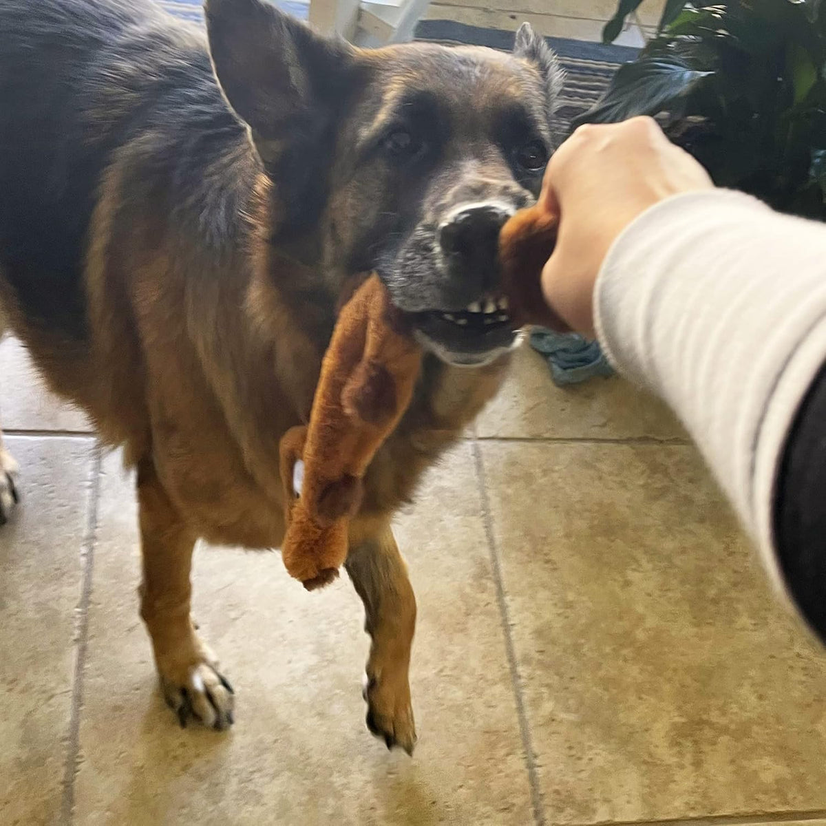 Jalousie Paquete de 5 juguetes chirriantes para perros sin relleno...