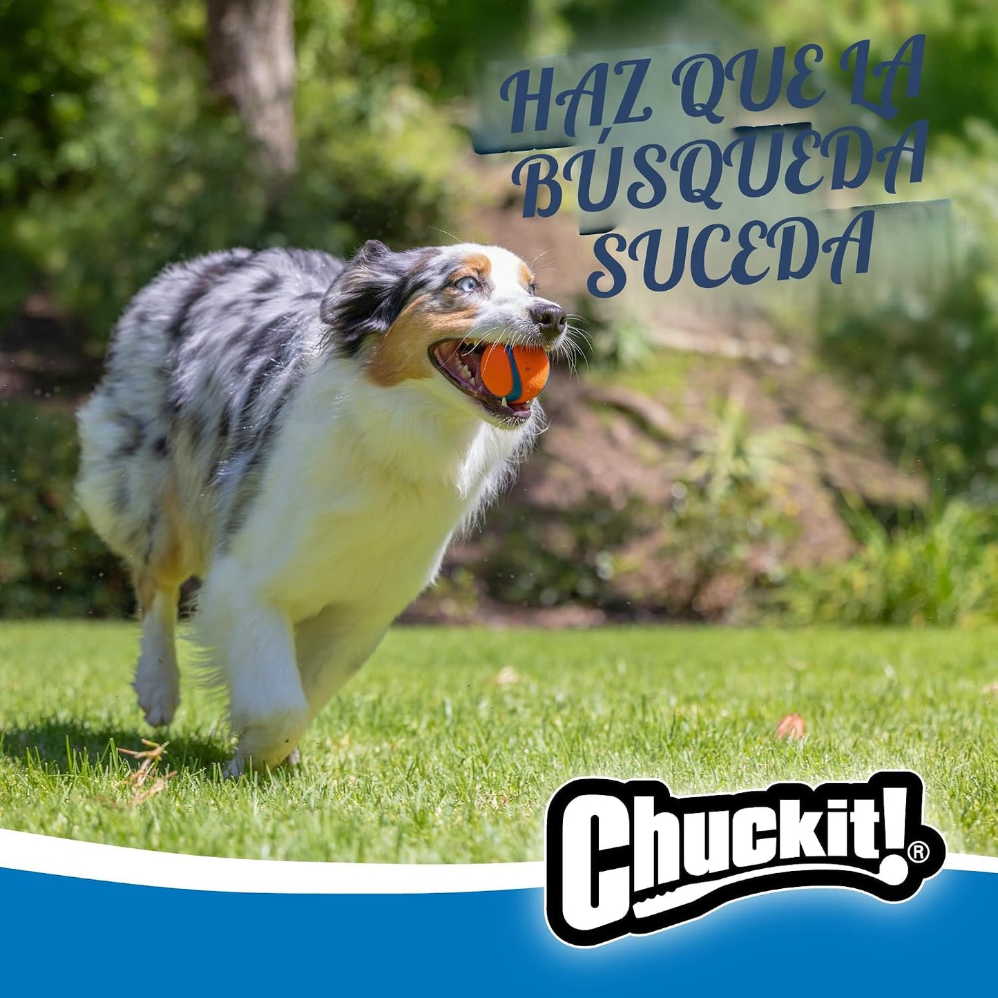 Juguete para perro Chuckit! Ultra Ball, mediano (6.35 cm de diámetr...