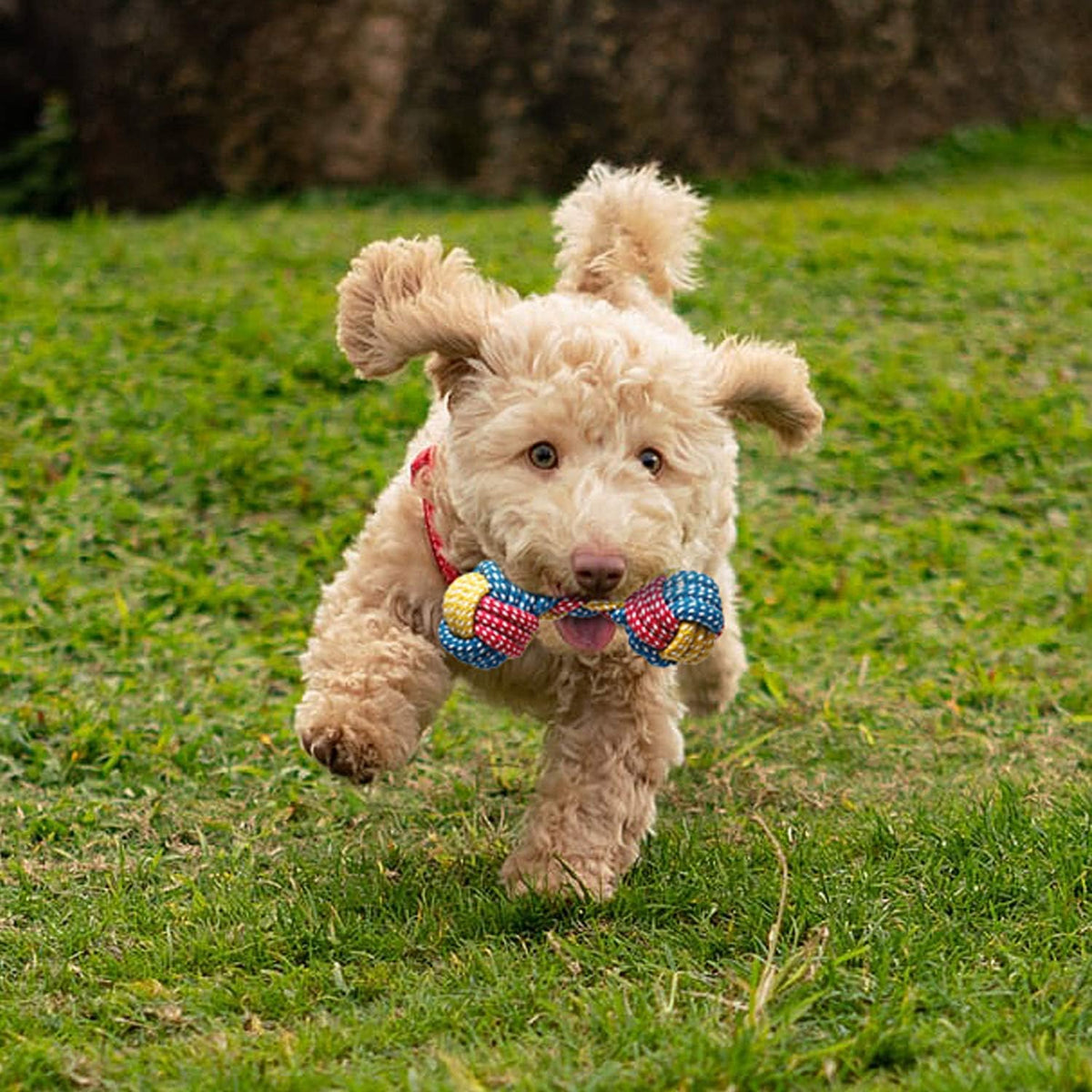 Toozey Paquete de 7 juguetes para perros pequeños, juguetes de dent...