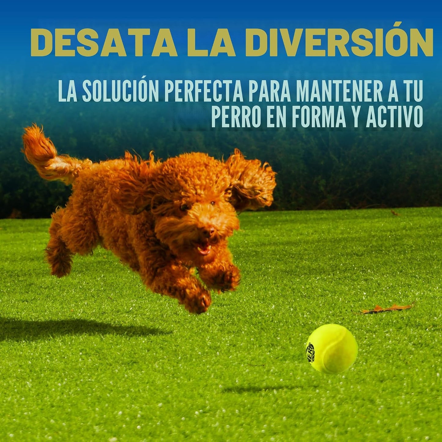 Nerf Dog Juego de regalo de juguete de pelota de tenis para perros,...