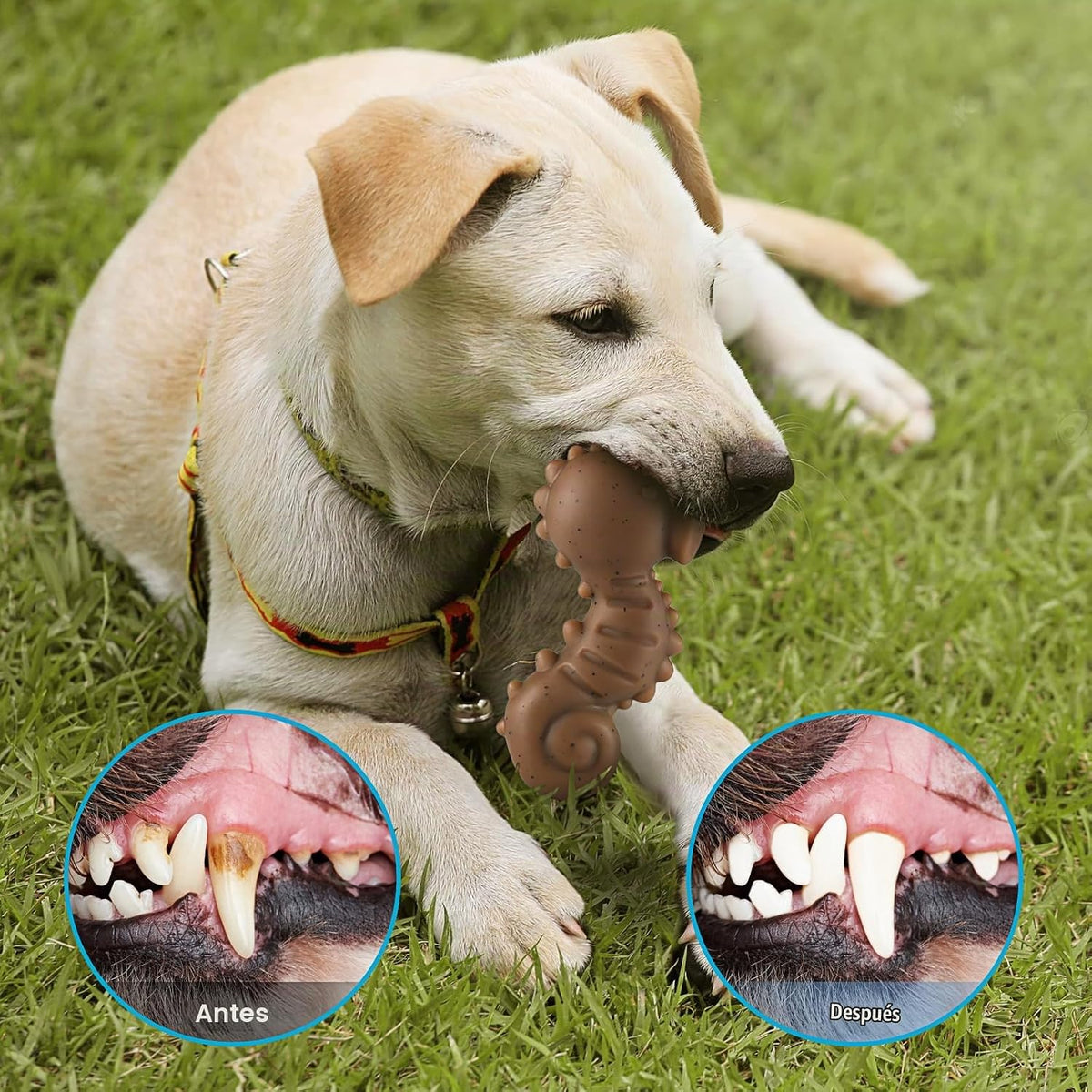 PETSTA Juguetes resistentes para perros masticadores agresivos, jug...