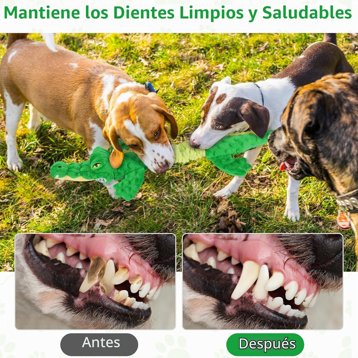 Letsmeet Juguetes Grandes de Cocodrilo Chirriante para Perros, Jugu...