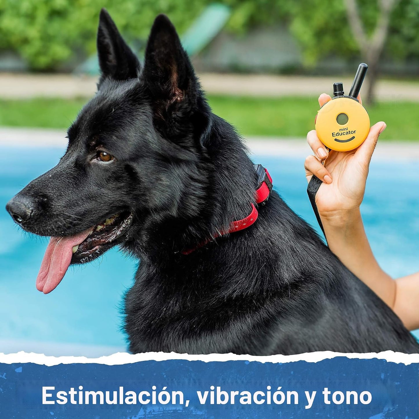 Educator ET-300 Mini Collar E para entrenamiento de perros con cont...