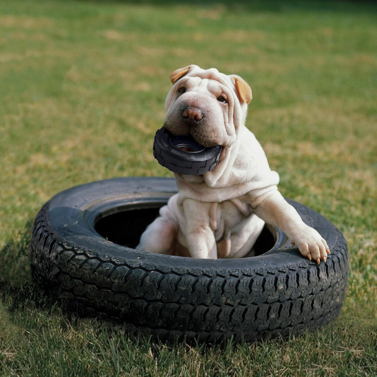 Juguete para perros en forma de neumático, de KONG, M\/ L, Negro |...