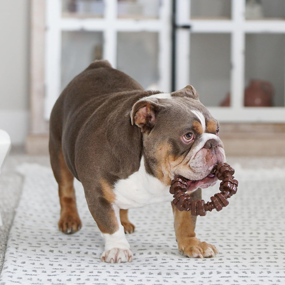Nylabone Power Chew Customer Favorites - Juguetes masticables para...