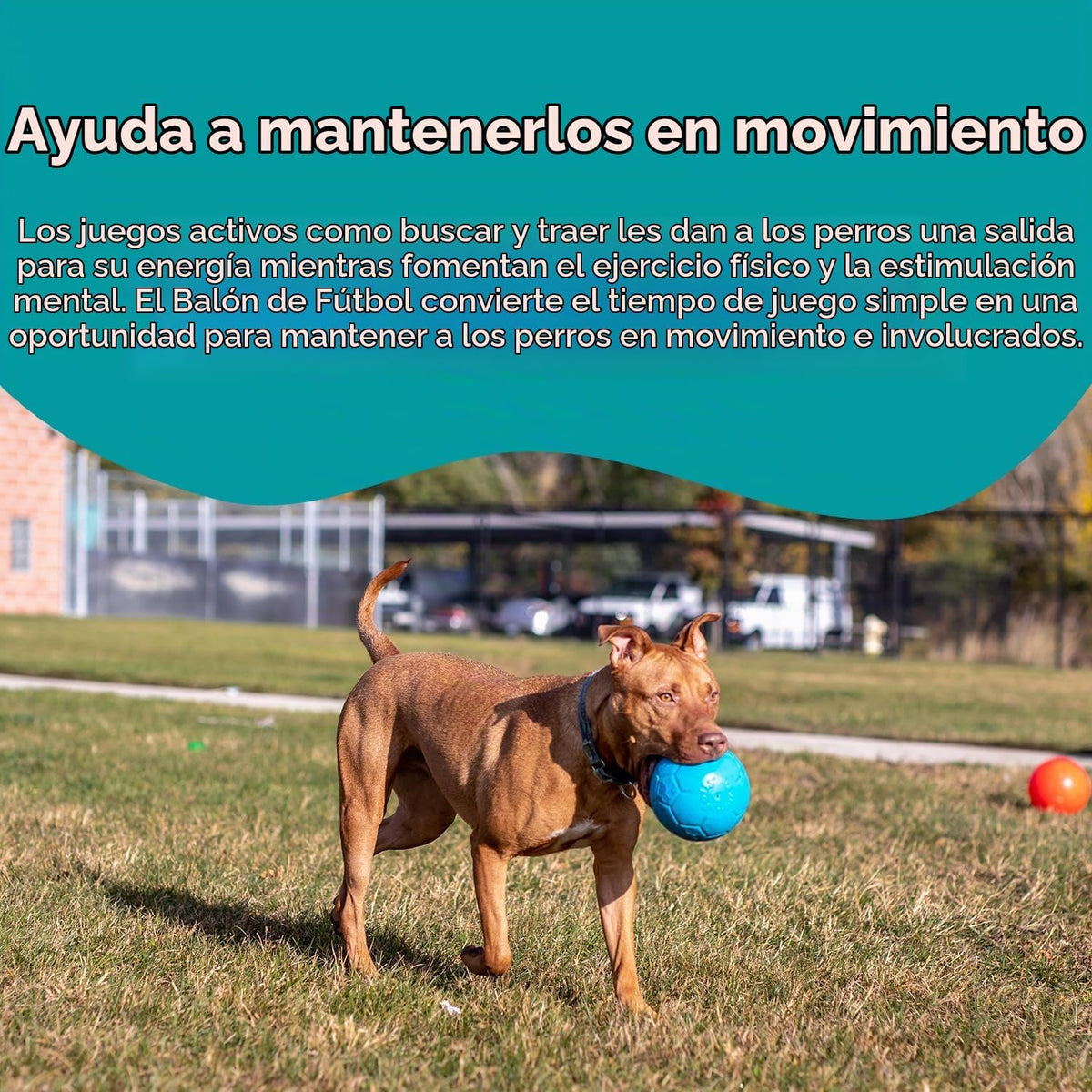 Juguete para perros Jolly Pets gran pelota de fútbol flotante y reb...