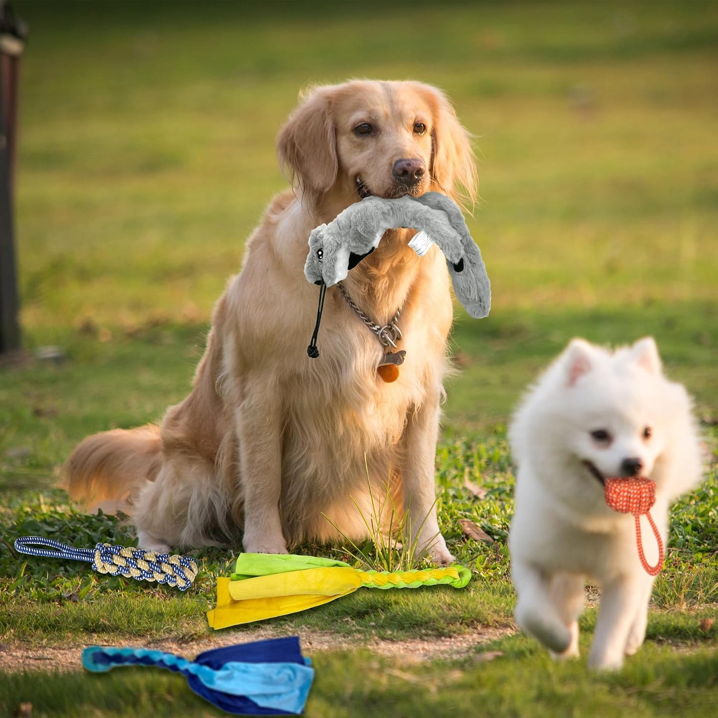 AmaCielo Palo de Flirt para Perros, Juguetes Interactivos de Tira y...