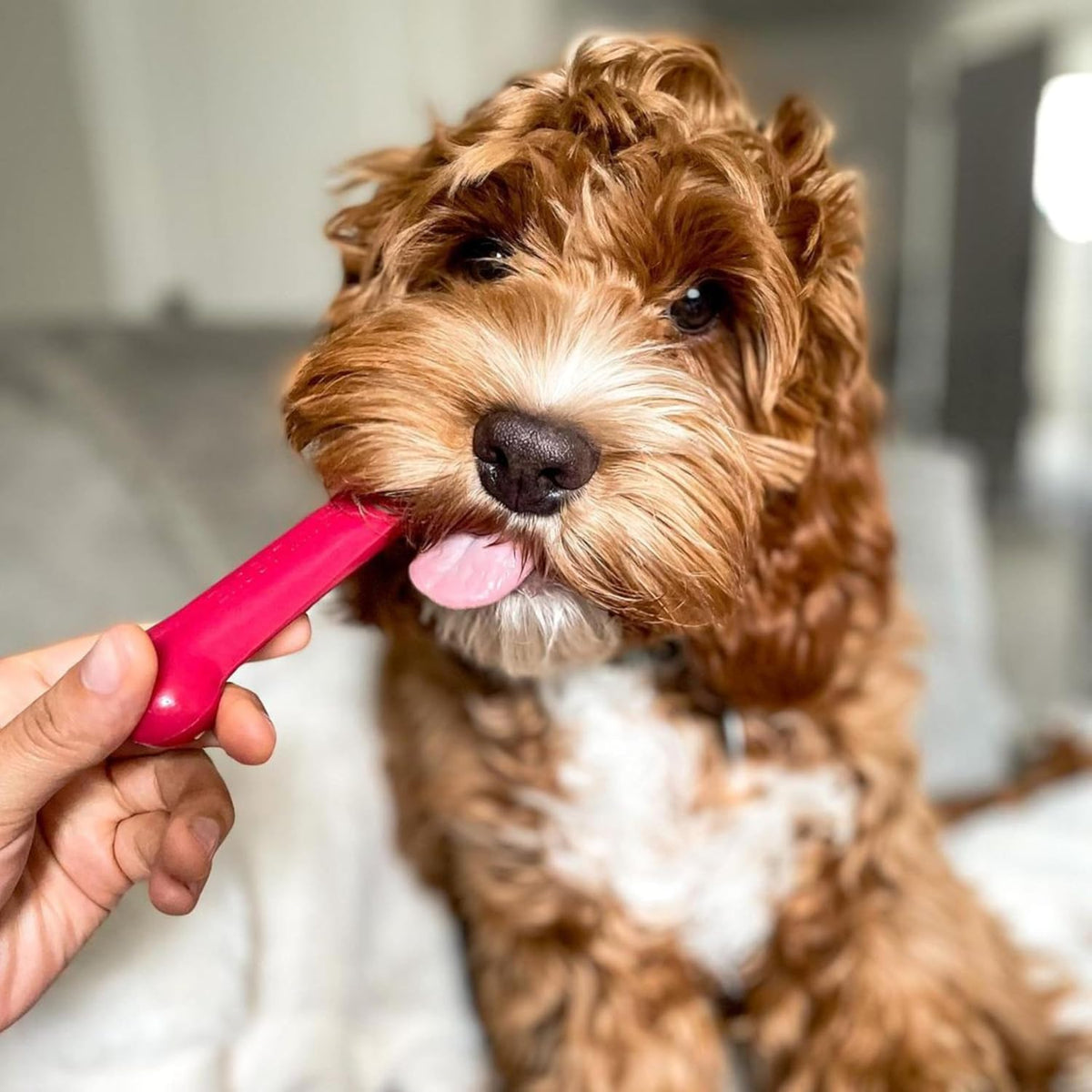 Nylabone Original Bone Power - Paquete de valor de juguetes mastica...