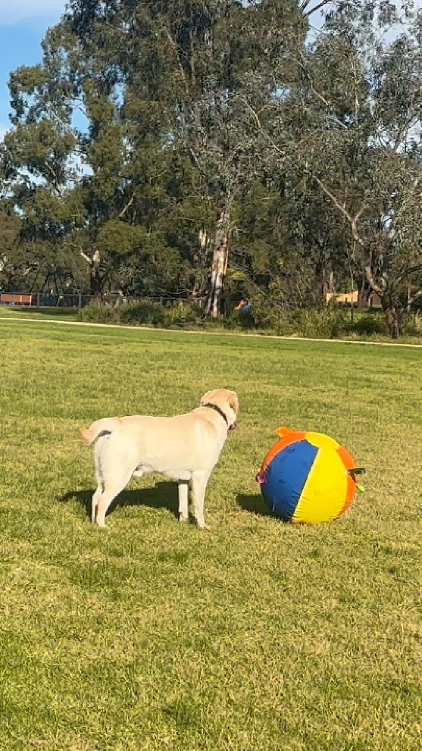 SHEENLULU Pelota de pastoreo para perros, pelotas de entrenamiento...