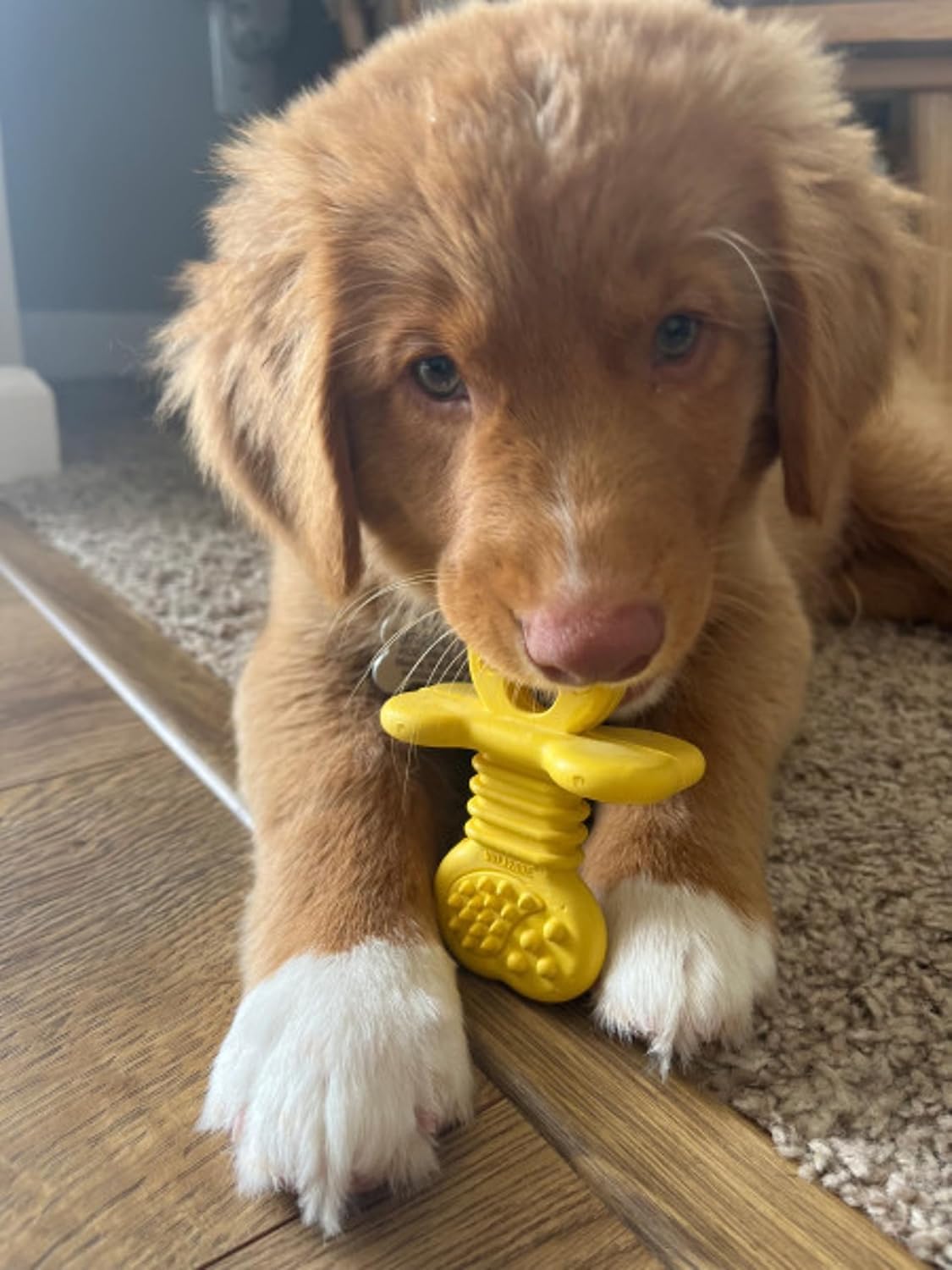 Nylabone Mordedor de goma para cachorros, juguetes masticables para...
