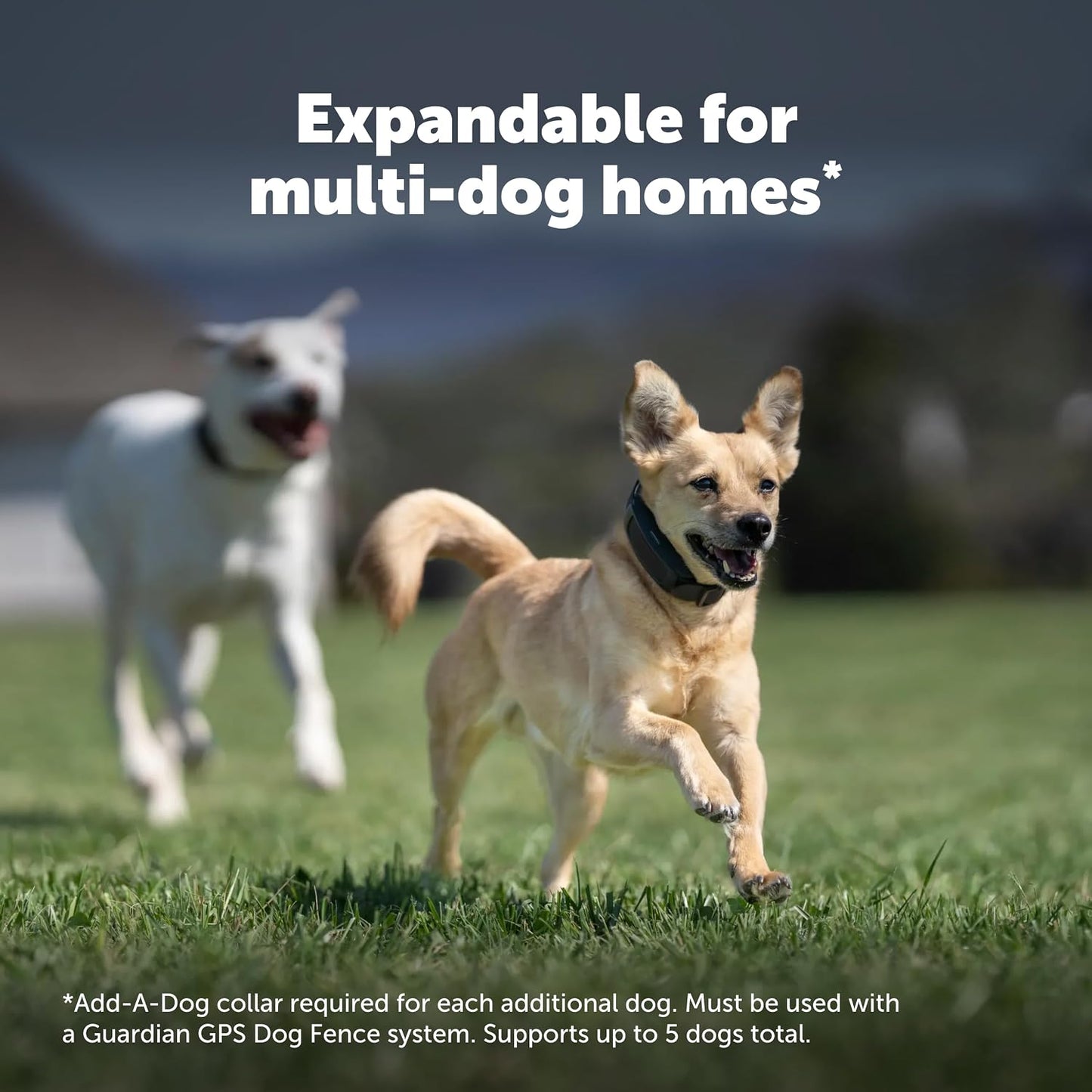 PetSafe Guardian - Valla para perros con GPS, 3\/4 acre+ | No Subsc...