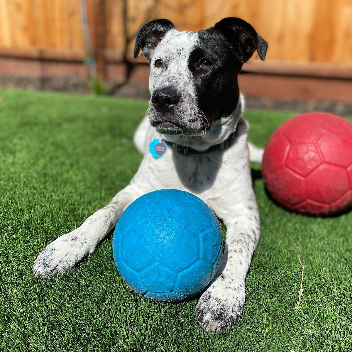 Juguete para perros Jolly Pets gran pelota de fútbol flotante y reb...