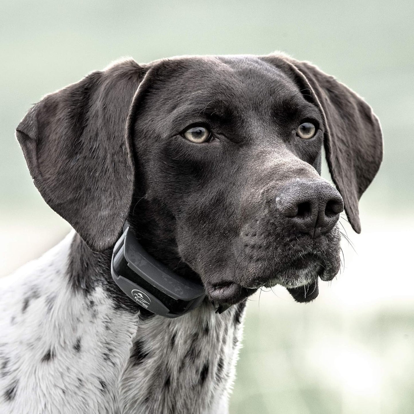 SportDOG Brand SportHunter 825X - Entrenador remoto - Collar estáti...