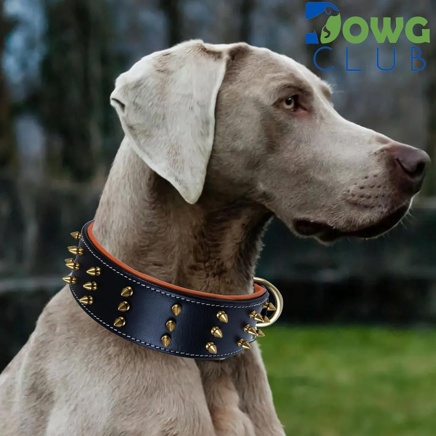 DowgClub Collar de perro de cuero con pinchos, cuero bridle de gran...