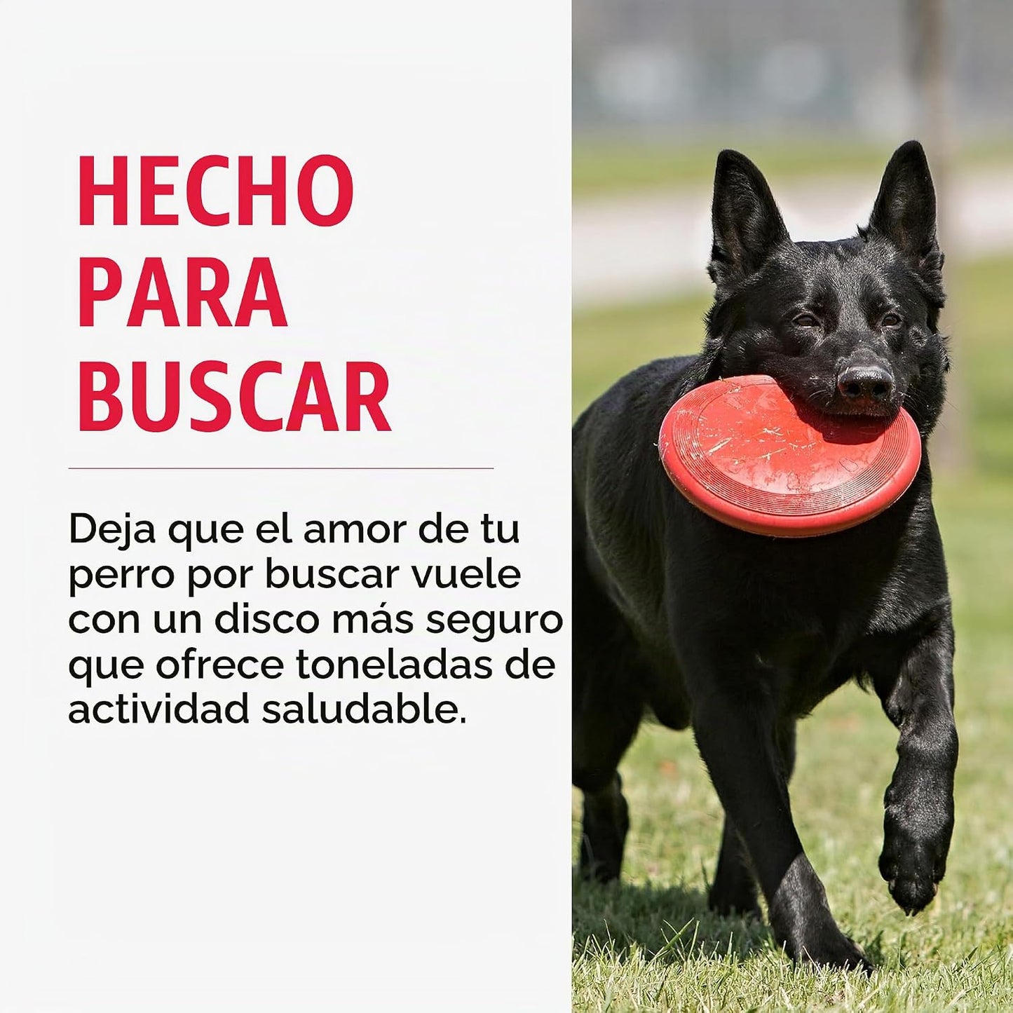 KONG Flyer, disco volador de goma natural, para perros pequeños (pa...