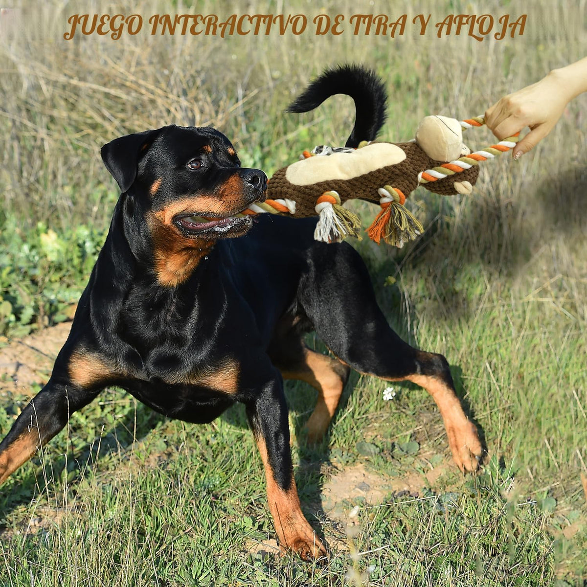 CneeeeeB Juguetes de perro duraderos y chirriantes, juguetes mastic...