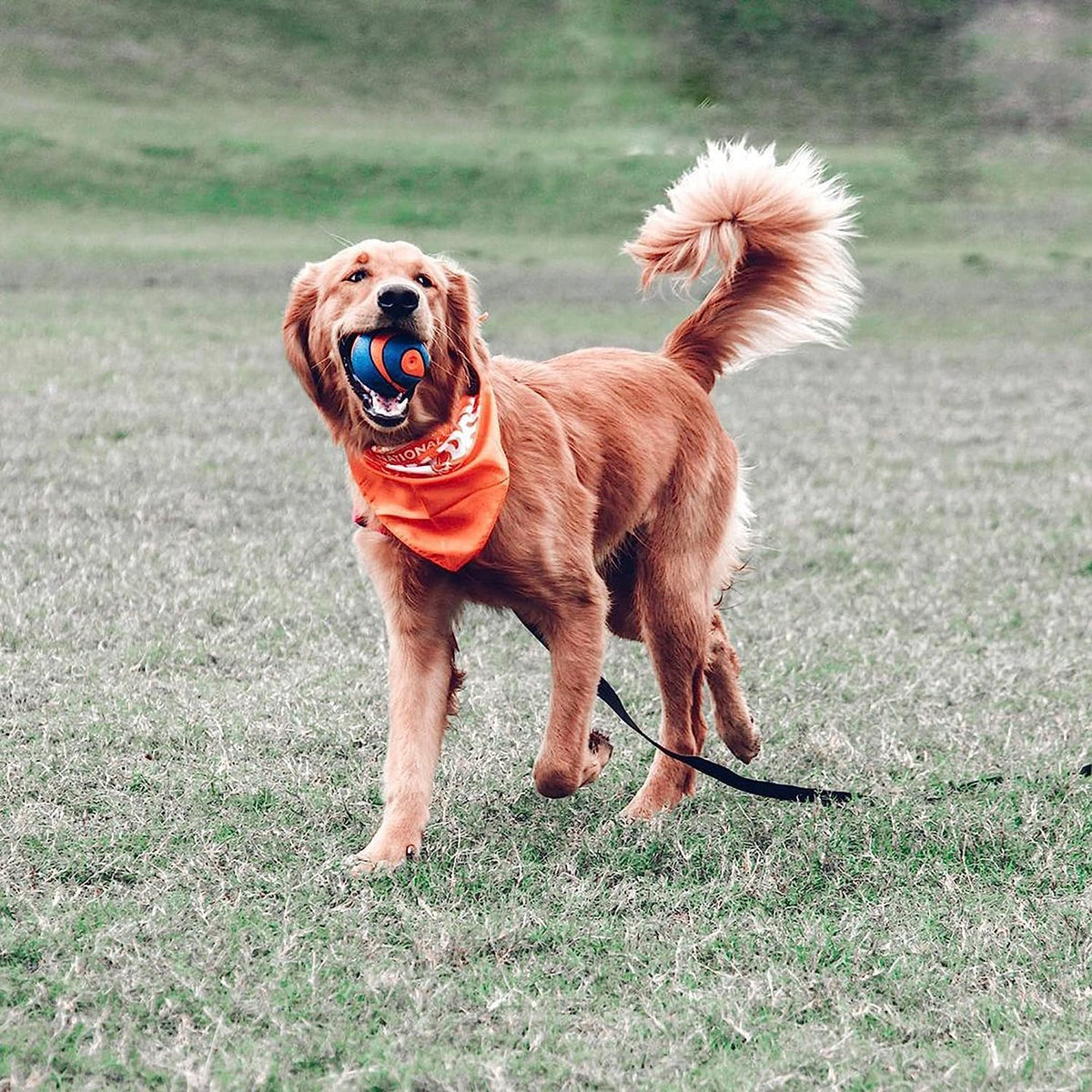 Chuckit! Pelota ultra chirriante para perros, juguete extra grande...