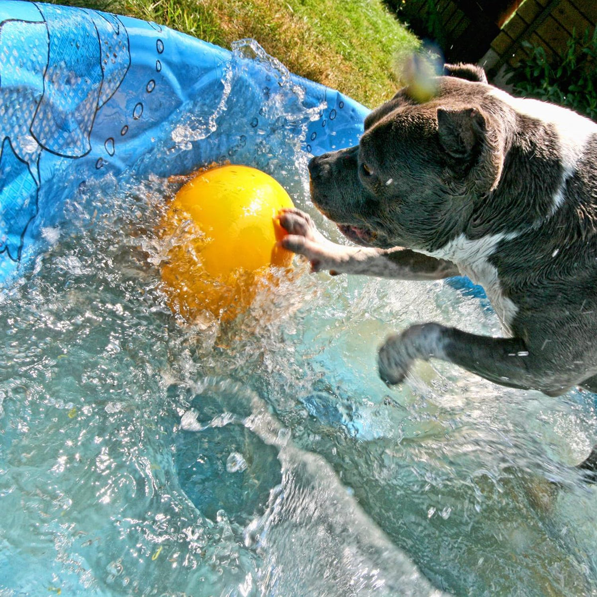Juguete Jolly Egg para perros de Jolly Pets, 12 Pulgadas\/Grande, A...