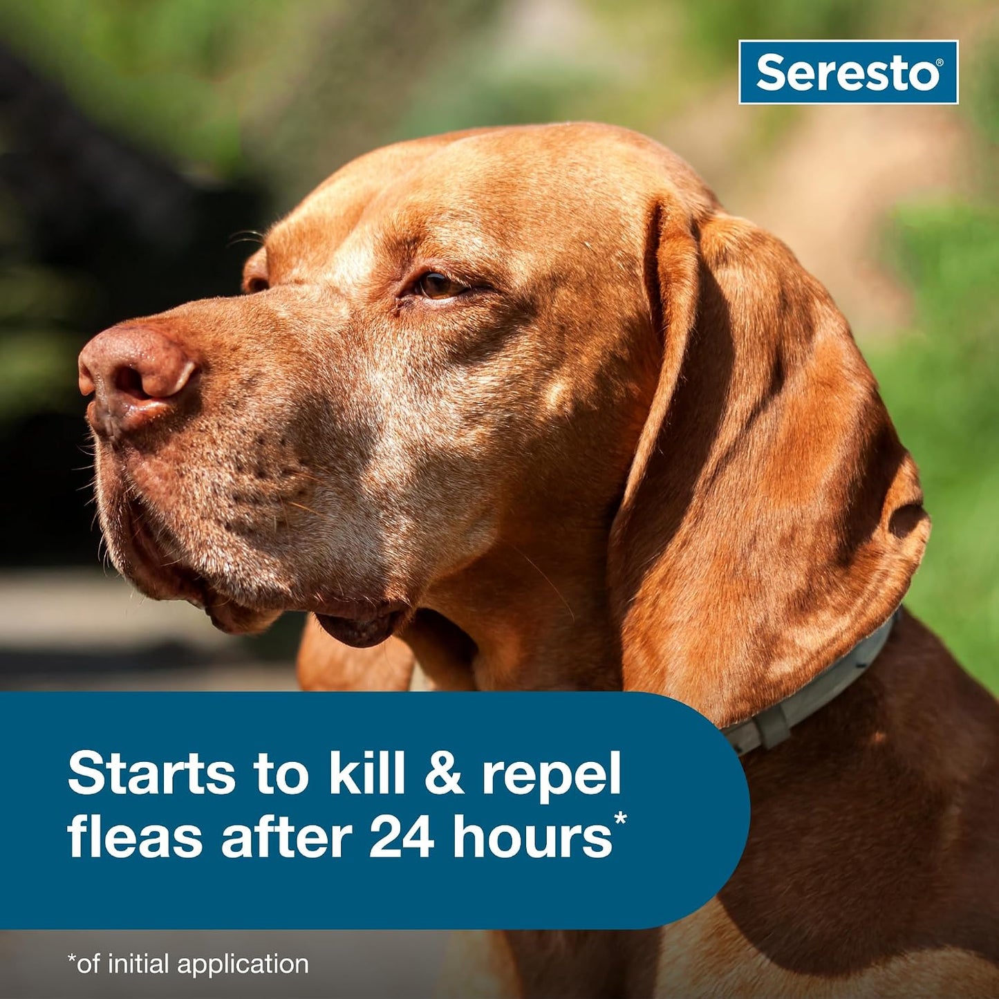 Seresto Collar de Tratamiento y Prevención de Pulgas y Garrapatas R...