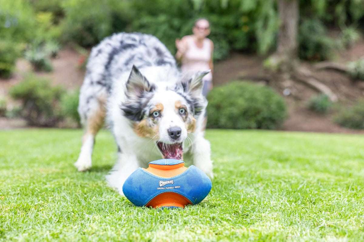 Chuckit! Pelota de Risa y Destello para Perros (20 cm de Diámetro)...