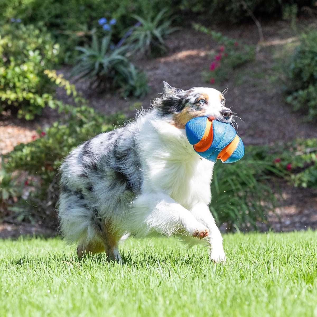 Chuckit! Pelota de Risa y Destello para Perros (20 cm de Diámetro)...