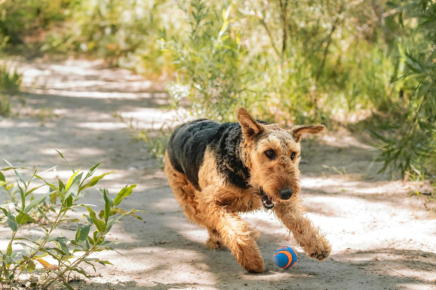 Chuckit! Pelota para perro ultra chirriante, juguete de búsqueda, m...