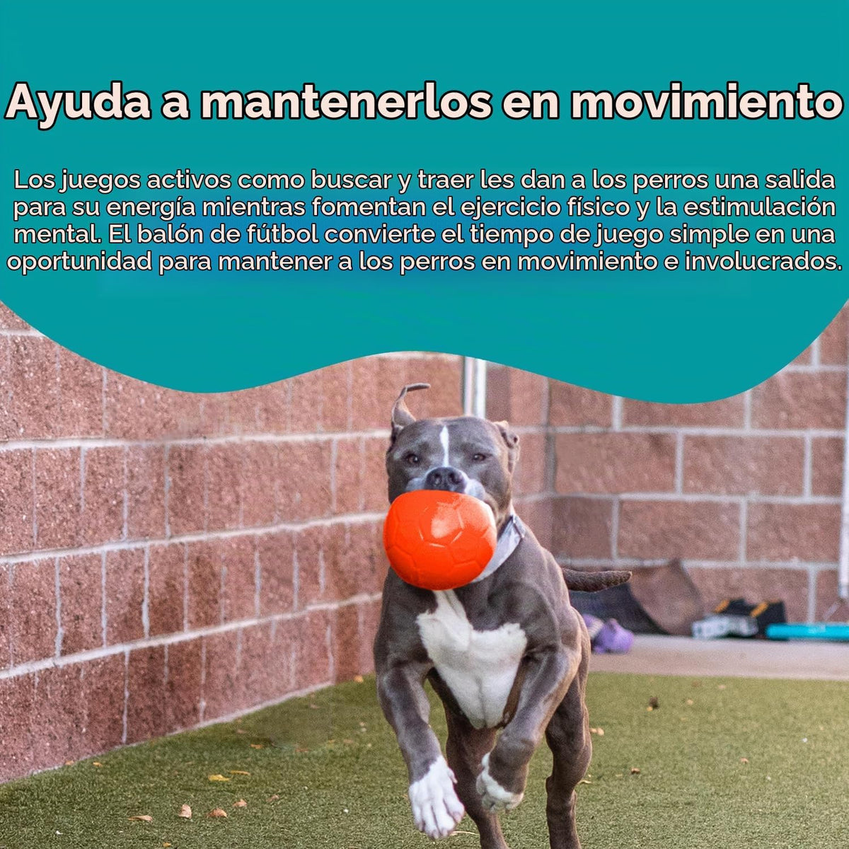 Juguete para perros Jolly Pets de pelota de fútbol flotante y rebot...